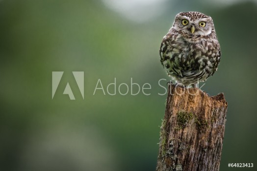 Picture of Little Owl